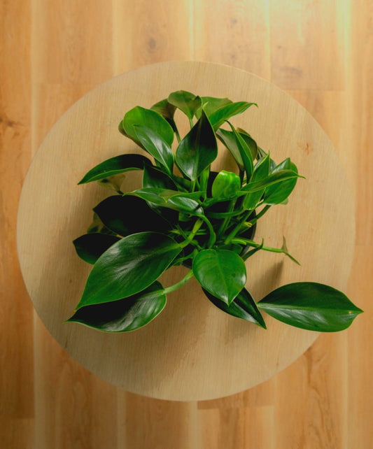 Philodendron Green Princess - Happy Roots