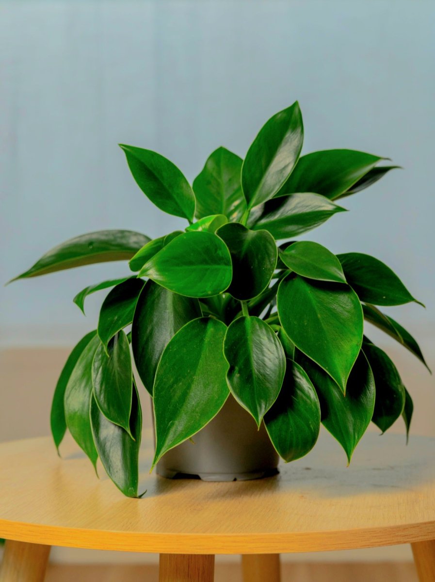 Philodendron Green Princess - Happy Roots