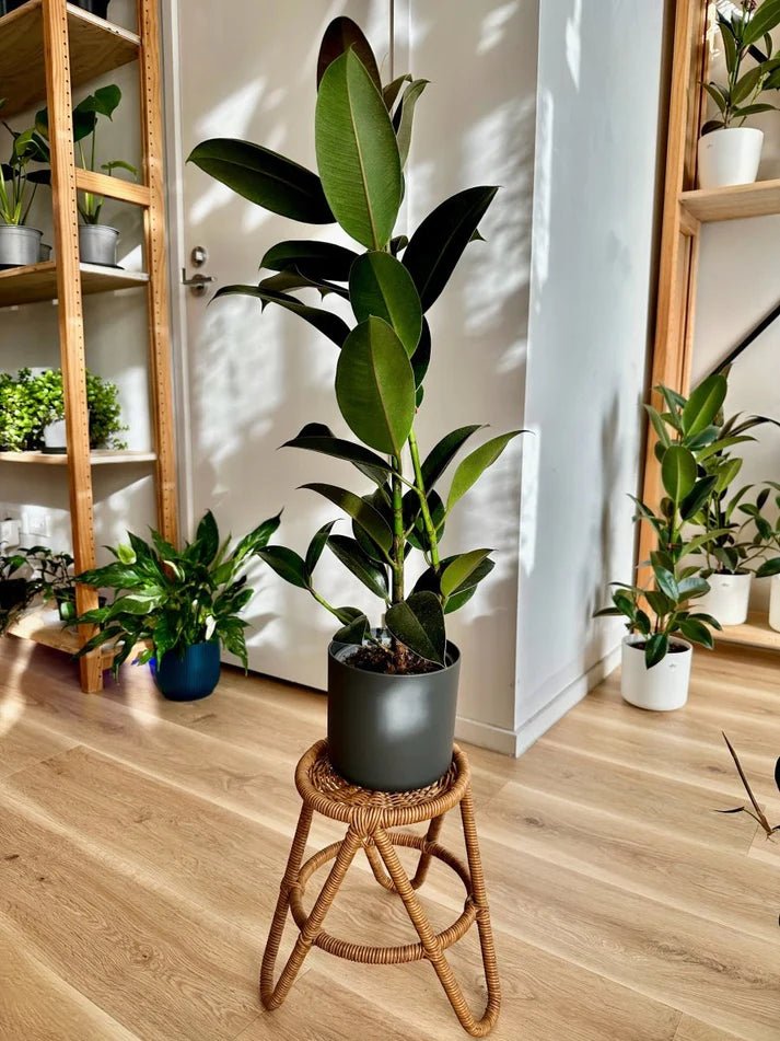Rubber Tree Gift Bundle 🎁 - Happy Roots