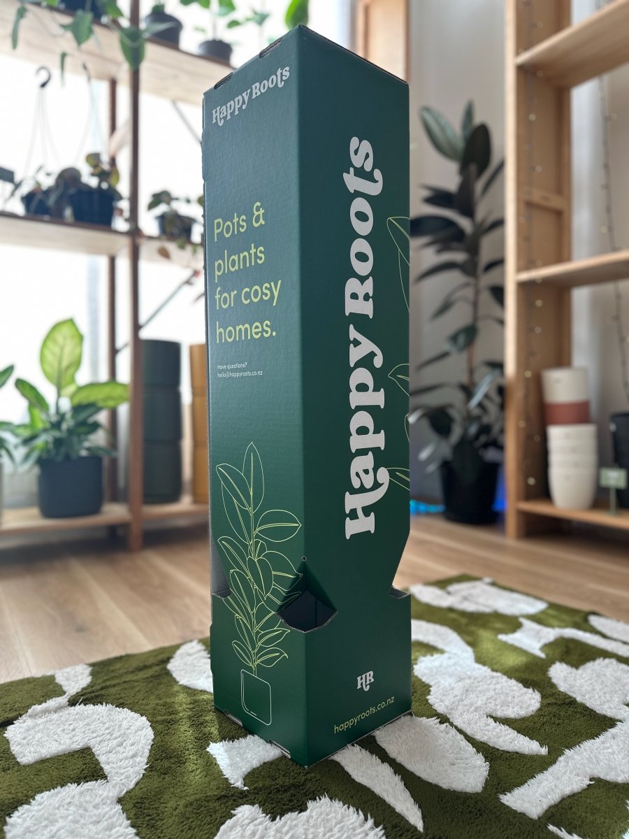 Self Watering Rubber Tree Gift Bundle 🎁 - Happy Roots
